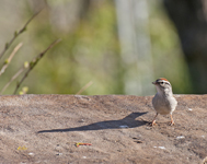 Chipping Sparrow